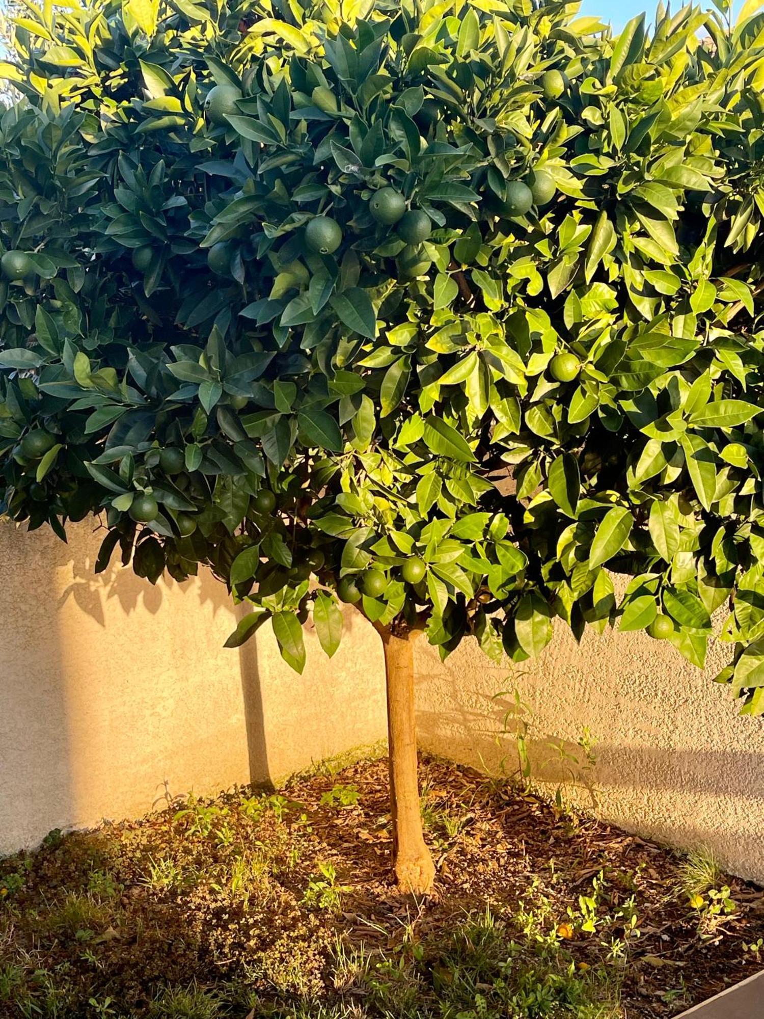 L'Oliveras Pezens Dış mekan fotoğraf